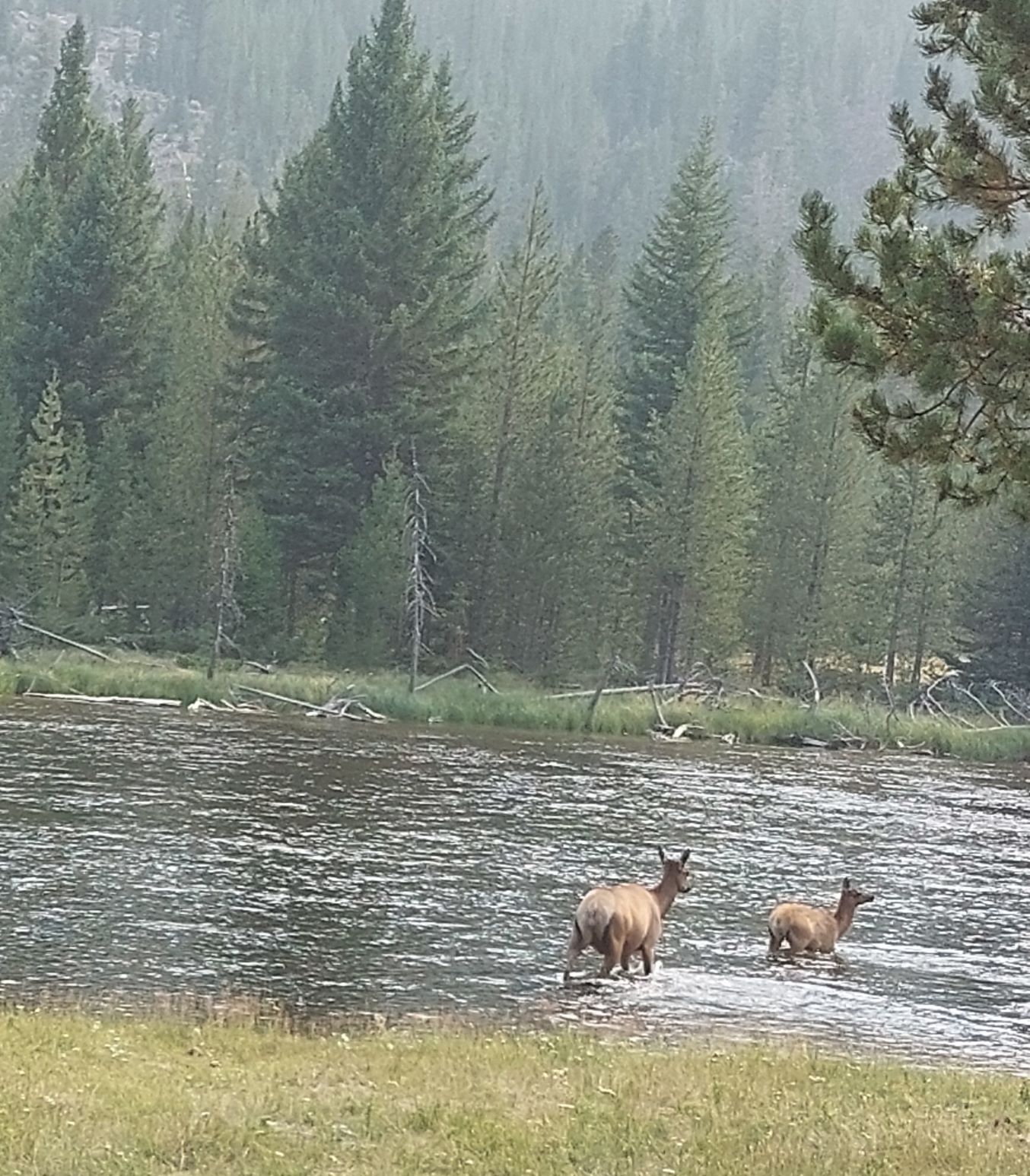 Yellowstone national park