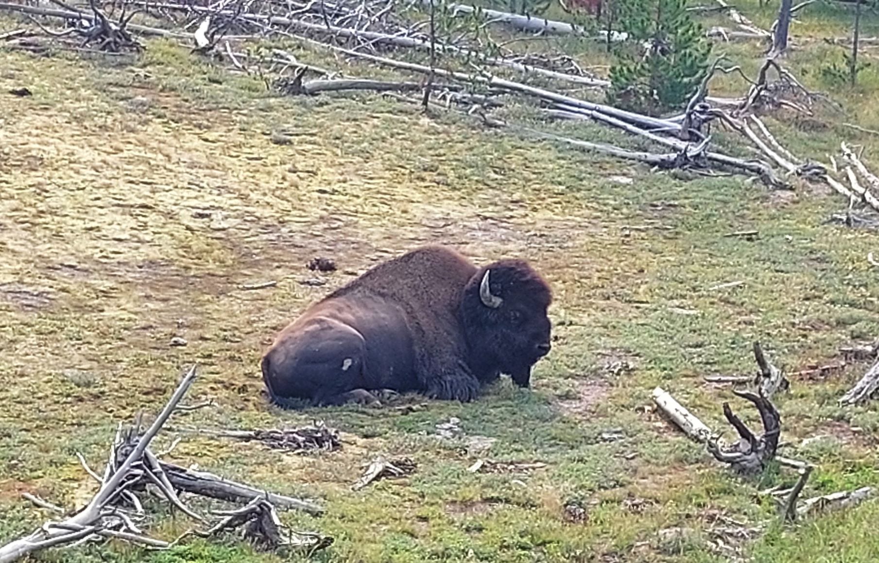 Yellowstone national park