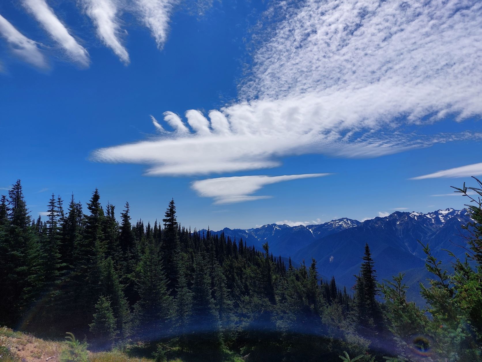 Olympic national park