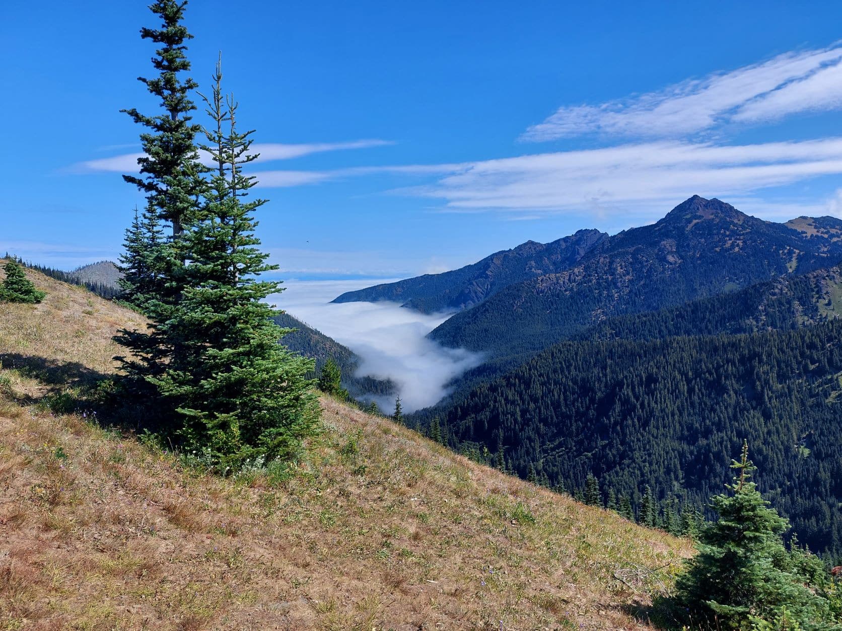 Olympic national park