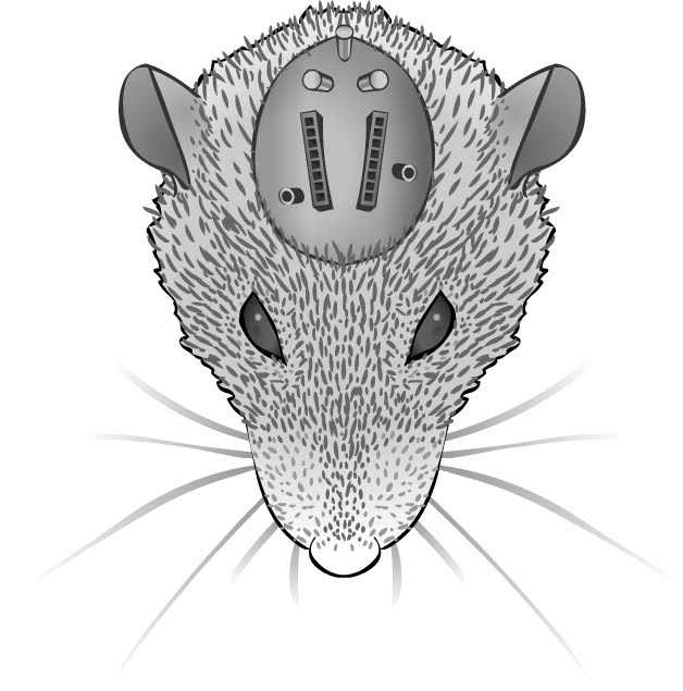 Illustration of a neural recording implant on a rat